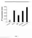 Fig. 09 - Dna encoding rat bombesin receptor subtype-3 (brs-3) and uses thereof