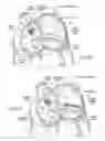Fig. 06 - Devices, systems, and methods for reshaping a heart valve annulus, including the use of a bridge implant