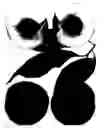 Fig. 02 - Peach tree ‘Sweet Henry’