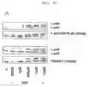 Fig. 07 - Use of a preparation based on an antibody directed against a tumor-associated glycosylation