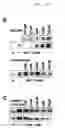 Fig. 08 - Use of a preparation based on an antibody directed against a tumor-associated glycosylation