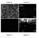 Fig. 08 - Composite membrane for fuel cell and fuel cells incorporating said membranes