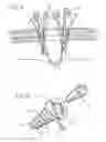 Fig. 04 - Skin seal with inflatable membrane
