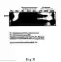Fig. 09 - Transgenic mammal secreting B-domain deleted human FVII in its milk
