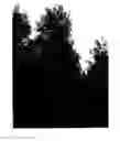 Fig. 01 - OAK TREE NAMED 'QNSTC'