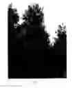Fig. 02 - OAK TREE NAMED 'QNSTC'