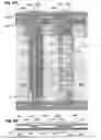 Fig. 09 - Light-emitting device