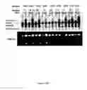 Fig. 36 - Methods and compositions for categorizing patients