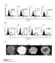 Fig. 31 - Materials and methods to produce stem cells