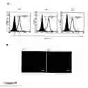 Fig. 33 - Materials and methods to produce stem cells