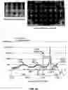 Fig. 13 - Method and system for lattice space engineering