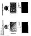 Fig. 02 - Method of inhibiting collagen formation by VDUP1 inhibition
