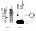 Fig. 02 - Methods for promoting homologous recombination