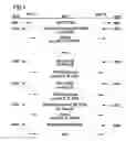 Fig. 05 - Method for preserving the sequence of messages in sip/sip-t protocol