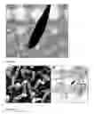 Fig. 06 - Tubular carbon nano/micro structures and method of making same