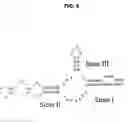 Fig. 09 - Identification and use of effectors and allosteric molecules for the alteration of gene expression