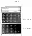 Fig. 05 - yapsin deficient mutant strain and process for the preparation of recombinant proteins using the same