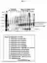 Fig. 06 - yapsin deficient mutant strain and process for the preparation of recombinant proteins using the same