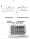 Fig. 08 - yapsin deficient mutant strain and process for the preparation of recombinant proteins using the same