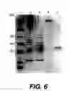 Fig. 06 - Polymerase enhancing factor (PEF) extracts, PEF protein complexes, isolated PEF protein, and methods for purifying and identifying