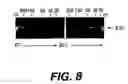 Fig. 07 - Polymerase enhancing factor (PEF) extracts, PEF protein complexes, isolated PEF protein, and methods for purifying and identifying