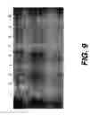 Fig. 08 - Polymerase enhancing factor (PEF) extracts, PEF protein complexes, isolated PEF protein, and methods for purifying and identifying
