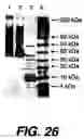 Fig. 28 - Polymerase enhancing factor (PEF) extracts, PEF protein complexes, isolated PEF protein, and methods for purifying and identifying