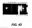 Fig. 45 - Polymerase enhancing factor (PEF) extracts, PEF protein complexes, isolated PEF protein, and methods for purifying and identifying