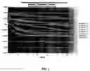Fig. 02 - Methods for nucleic acid sequence determination