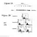 Fig. 07 - Toll-like receptor
