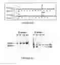 Fig. 03 - Compositions and methods for inducing and regulating bone formation