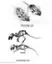 Fig. 04 - Compositions and methods for inducing and regulating bone formation
