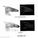 Fig. 06 - Compositions and methods for inducing and regulating bone formation