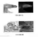 Fig. 08 - Compositions and methods for inducing and regulating bone formation
