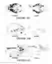 Fig. 16 - Compositions and methods for inducing and regulating bone formation