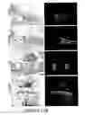 Fig. 19 - Compositions and methods for inducing and regulating bone formation