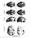 Fig. 24 - Compositions and methods for inducing and regulating bone formation
