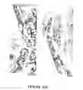 Fig. 37 - Compositions and methods for inducing and regulating bone formation
