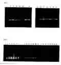 Fig. 02 - Method for amplifying nucleic acid sequence