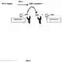 Fig. 04 - Assay method for group transfer reactions