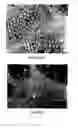 Fig. 02 - Method for enhancing staining of microorganisms