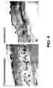 Fig. 05 - Methods and compositions for the promotion of a hair growth utilizing actin binding peptides