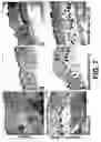 Fig. 08 - Methods and compositions for the promotion of a hair growth utilizing actin binding peptides