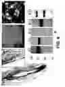 Fig. 10 - Methods and compositions for the promotion of a hair growth utilizing actin binding peptides
