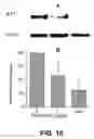 Fig. 11 - Methods and compositions for the promotion of a hair growth utilizing actin binding peptides