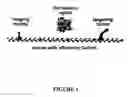 Fig. 02 - Compositions and methods for topical diagnostic and therapeutic transport