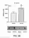 Fig. 06 - Methods for treating and preventing hypertension and hypertension-related disorders