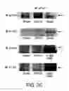 Fig. 07 - Methods for treating and preventing hypertension and hypertension-related disorders