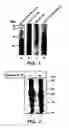 Fig. 02 - Nucleic acids encoding antagonists of interleukin-15