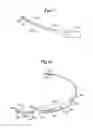 Fig. 09 - Subcutaneous electrode with improved contact shape for transthorasic conduction